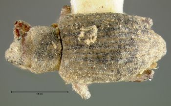 Media type: image;   Entomology 5297 Aspect: habitus dorsal view